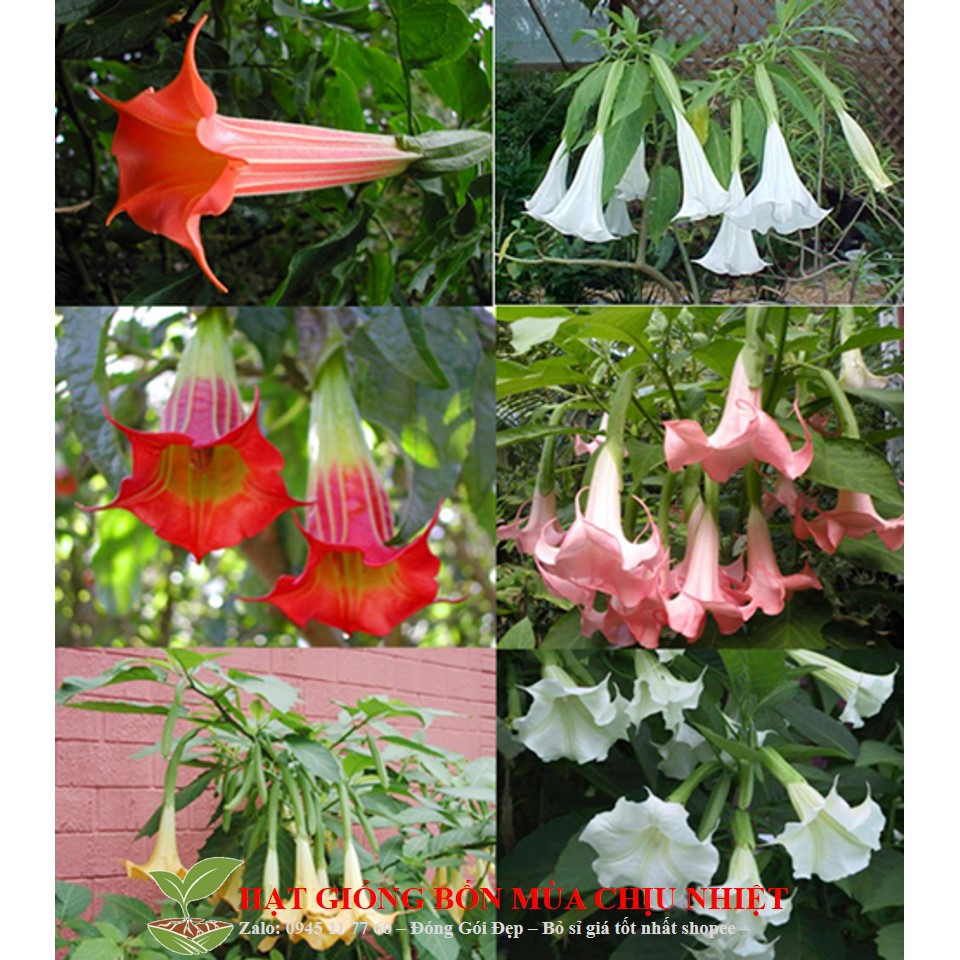 HG21 Gói 30 Hạt Giống Hoa Chuông - Hoa Loa Kèn Đà Lạt Mix Đủ Màu Đến Mùa Trồng Tết