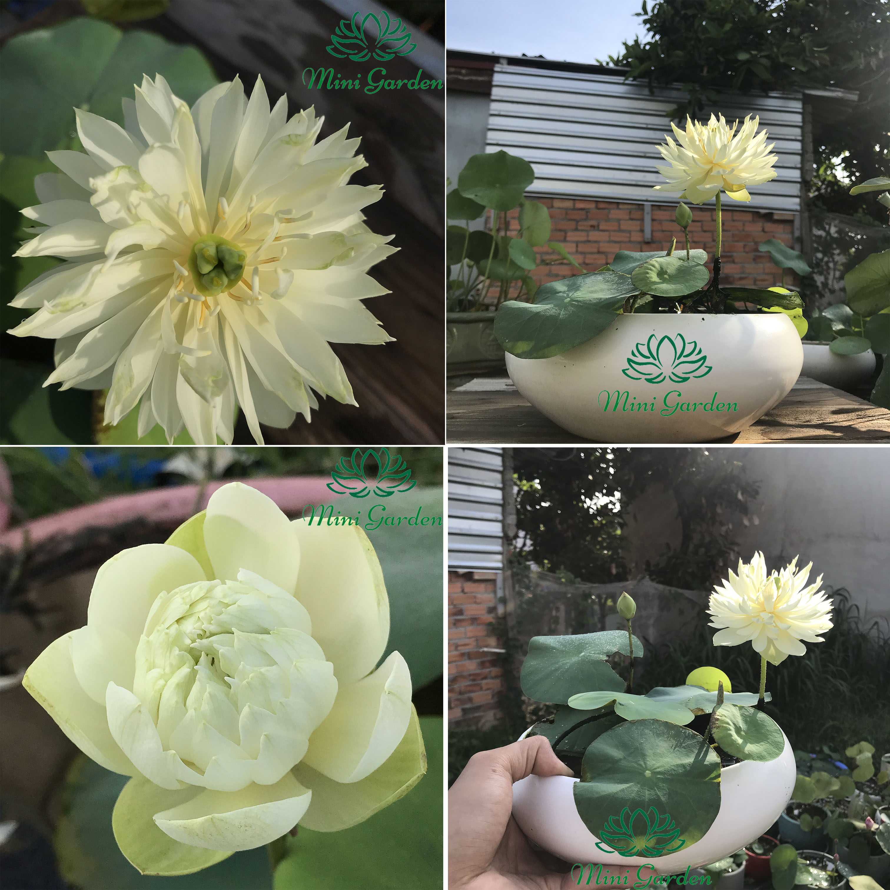 Củ giống hoa sen mini siêu đẹp- Hoa sen mini Mint Sugar