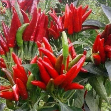 Hạt giống ớt chùm đỏ siêu cay Thái Lan - 30 hạt
