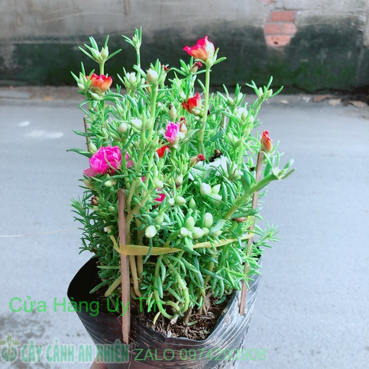 Hoa mười giờ mỹ