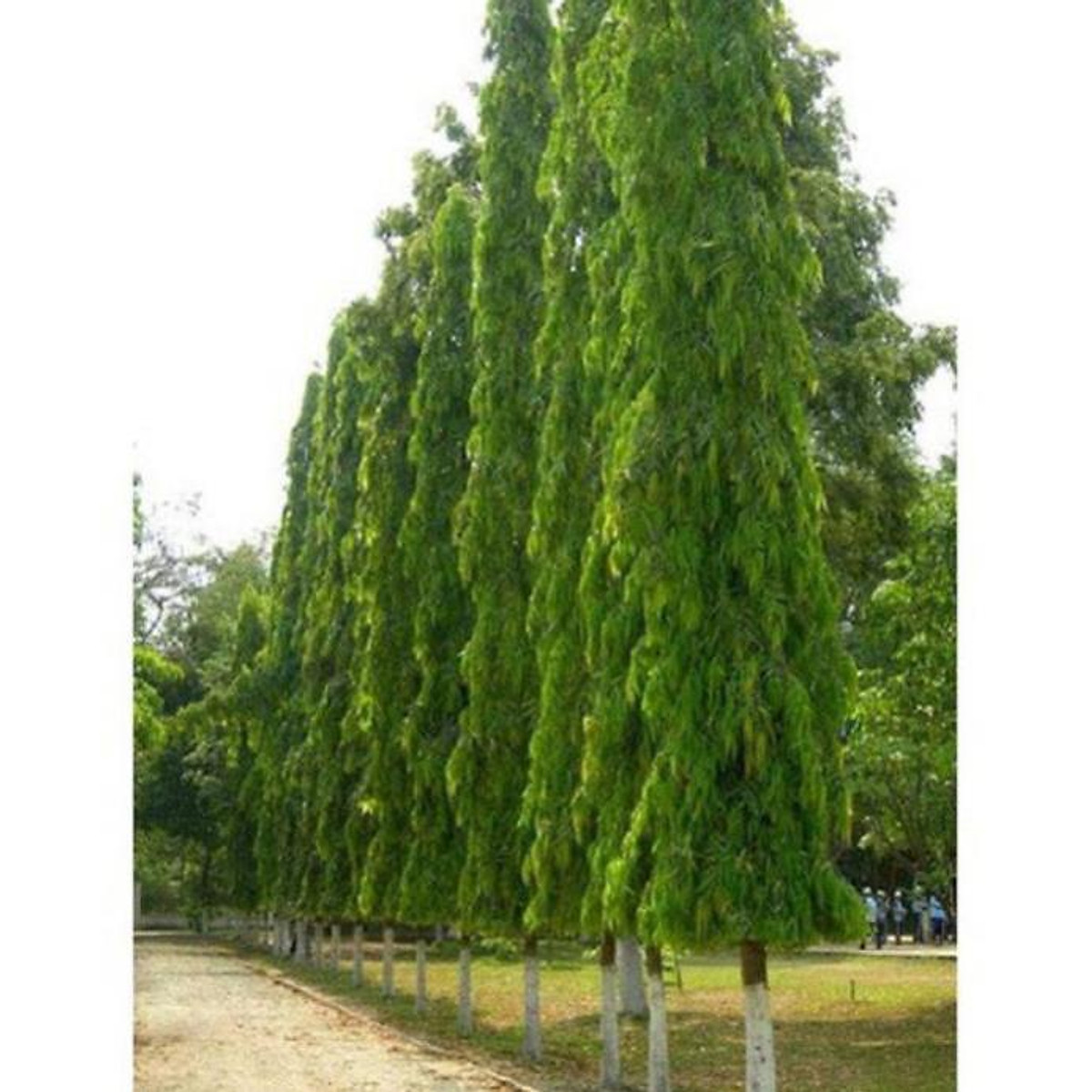 Combo 2 bầu cây giống cây hoàng nam - tùng ấn độ, cây khỏe đẹp