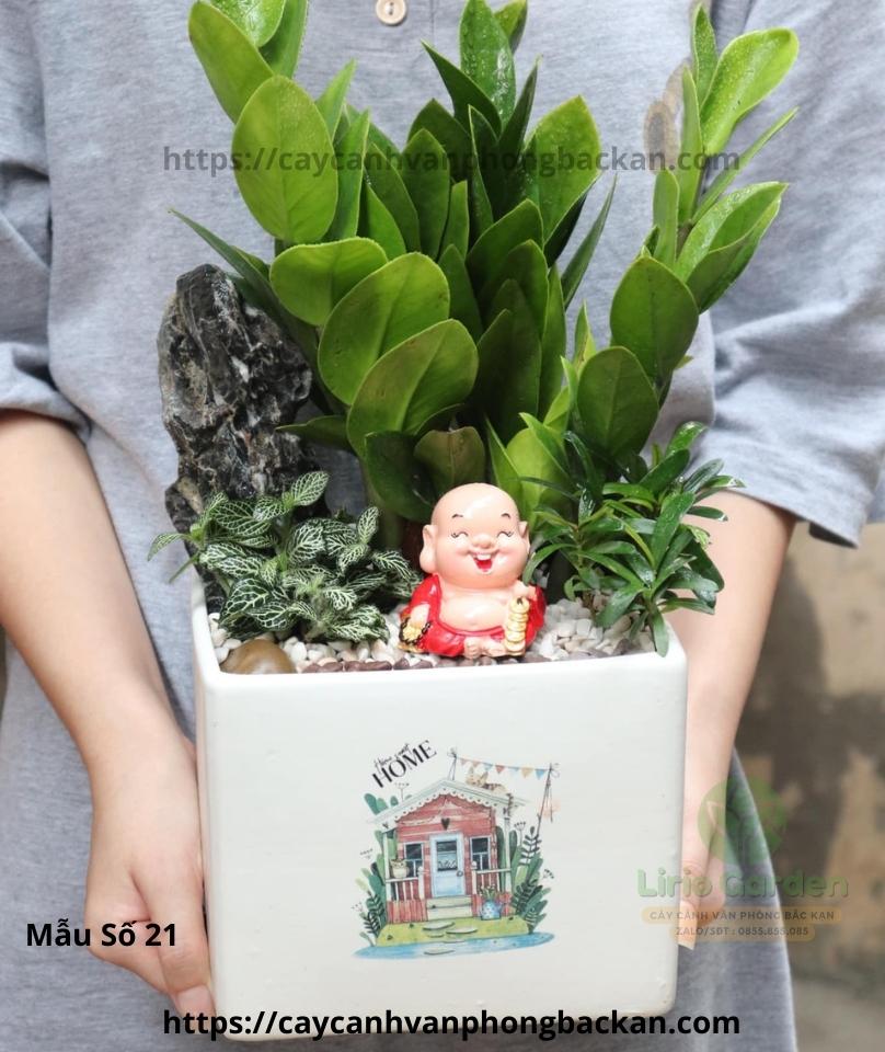 [ Quà Tặng Kèm ] Cây kim tiền