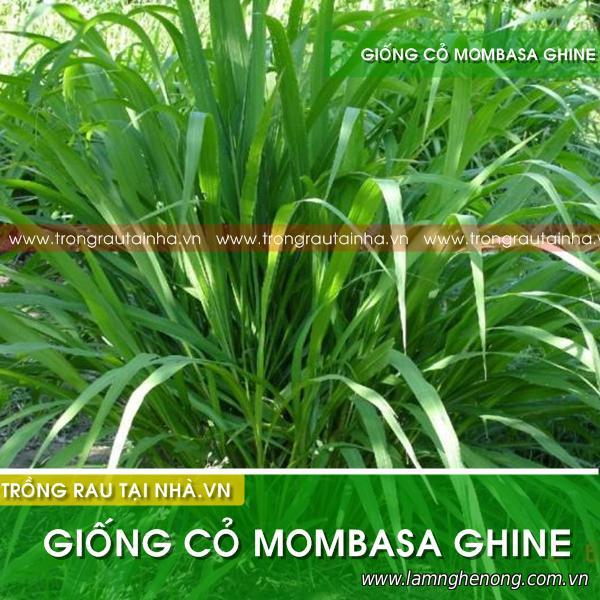 Hạt giống cỏ Mombasa Ghine - Cỏ sả lá lớn (gói 100g)