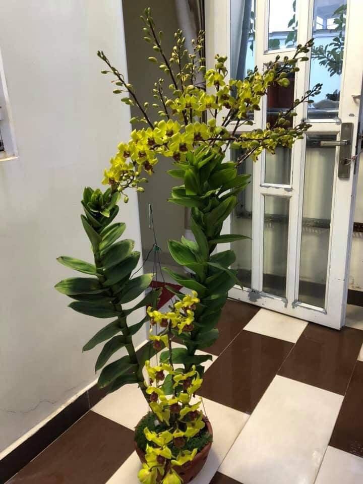 Hoa lan vàng lưỡi đỏ