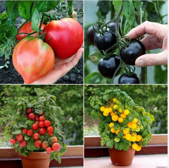 BỘ 4 GÓi HẠT GIỐNG CÀ CHUA ĐẦY MÀU SẮC (  cà chua đen+lùn đỏ + lùn vàng+ trái tim đỏ )