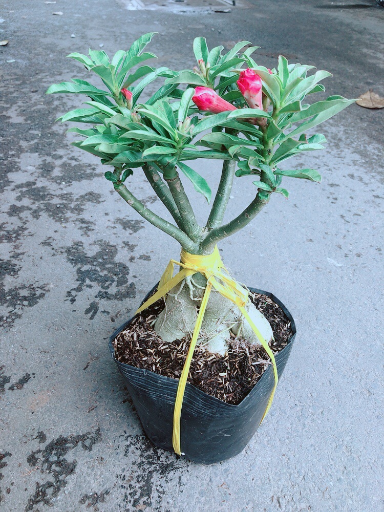 Cây Sứ Thái Kép