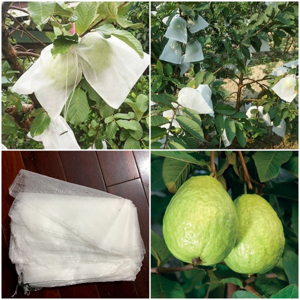 (SIÊU RẺ) 500 TÚI BỌC TRÁI CÂY BƠ, ỔI, XOÀI SÉT 500TÚI CÓ DÂY RÚT 18x20CM SIEUEU HOT