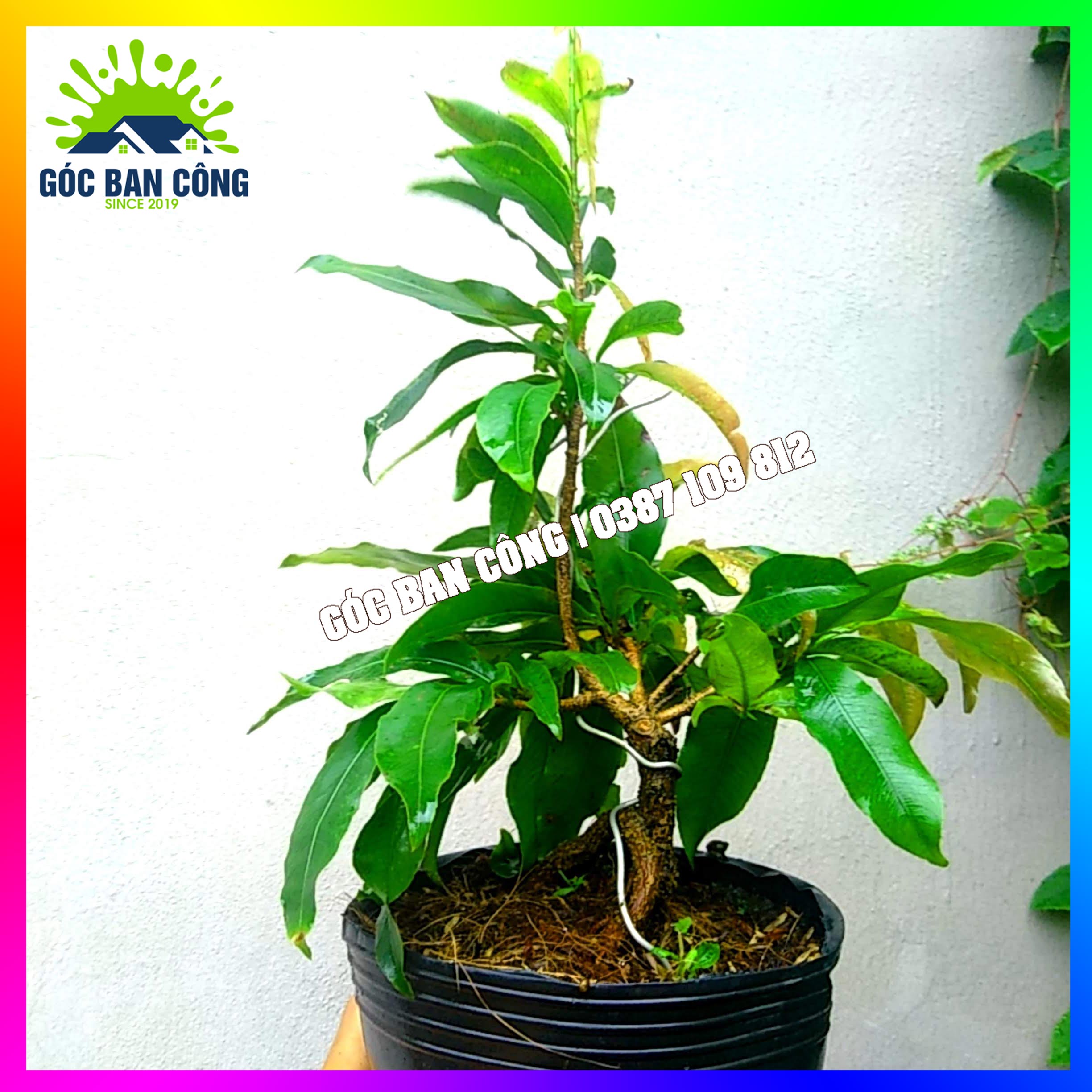 Mai Vàng Đại Lộc Bonsai Mini