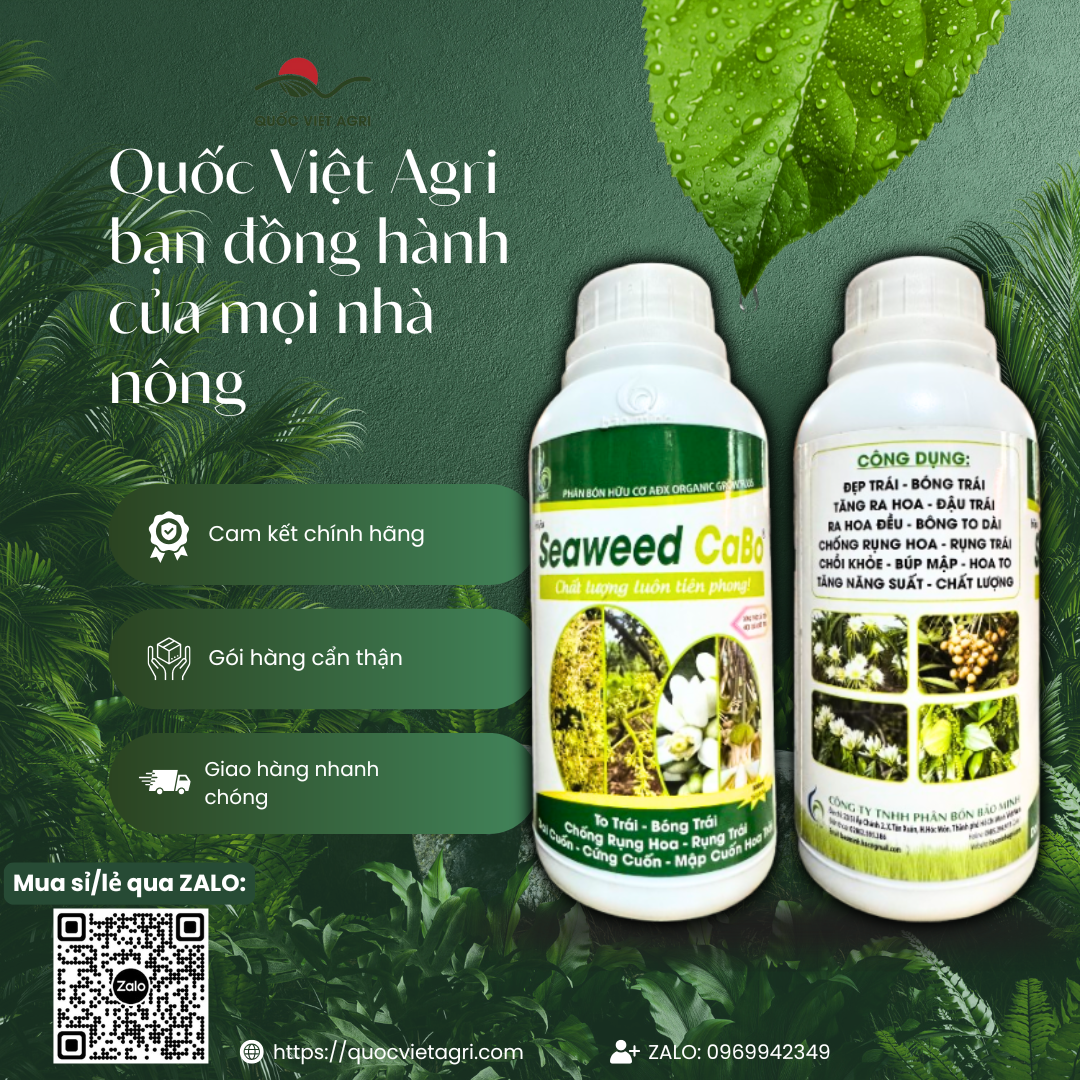 Phân bón lá SEAWEED CABO RONG BIỂN (chai 500ml) - Giúp to trái, bón trái, chống rụng hoa trái, mập bông dai cuống