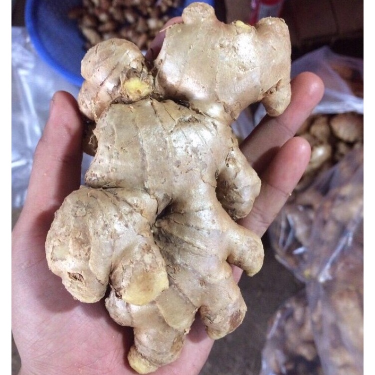 Gừng gió (củ tươi) - 1kg (vườn ươm eakamart)