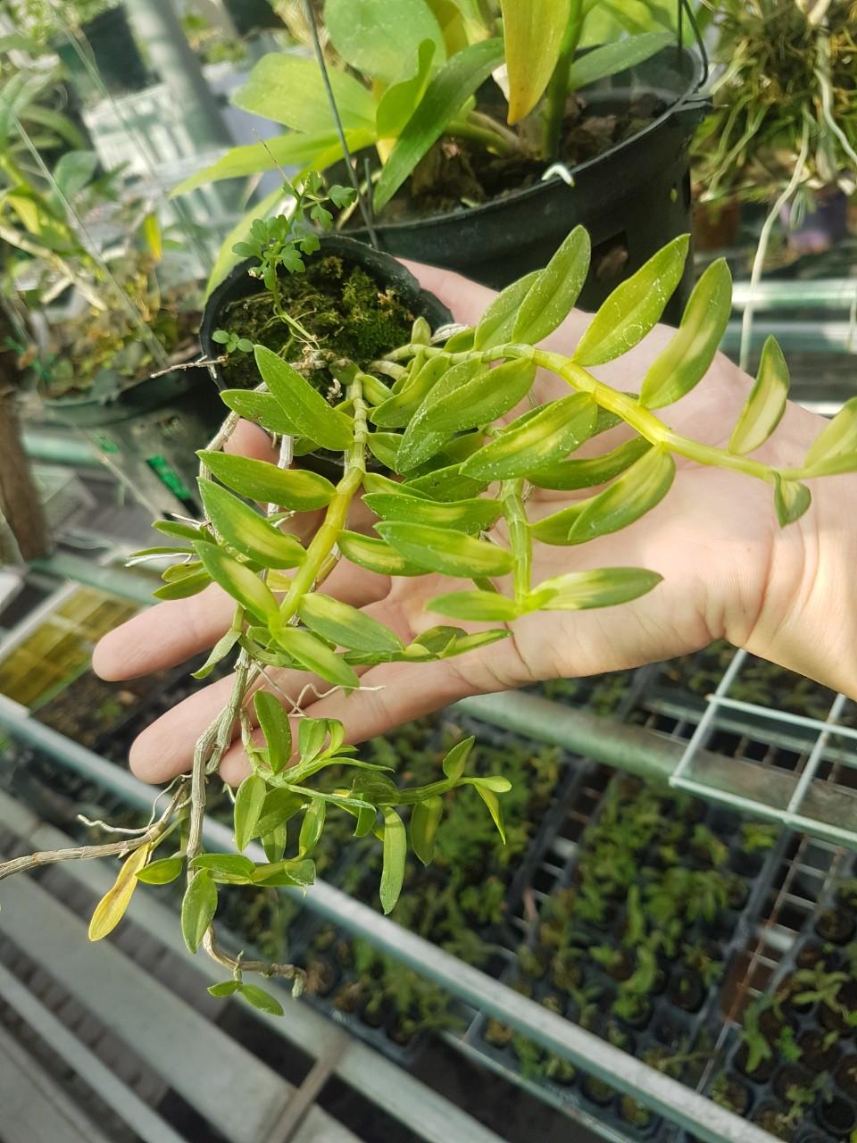Chế Phẩm Sinh Học Hùng Nguyễn [hot]