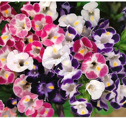 Hạt giống hoa tô liên nhiều màu
