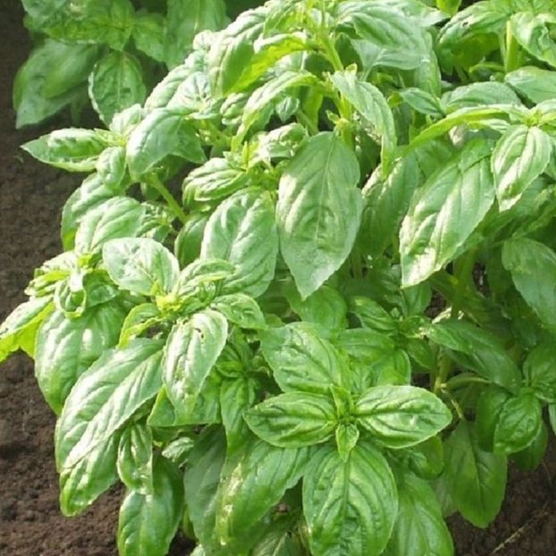 Hạt giống rau húng tây /gói 2 gram