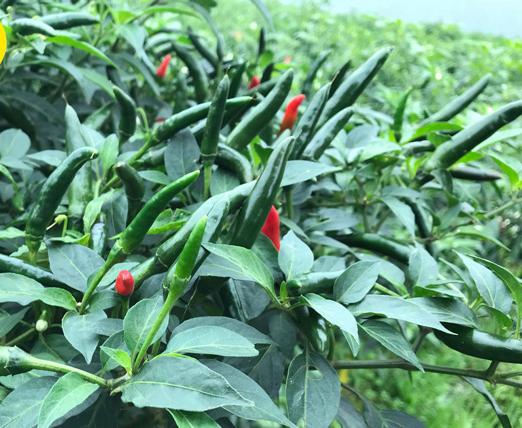 [HCM]Ớt Chỉ Thiên Trái Dài RD 911_gói 0.2gram