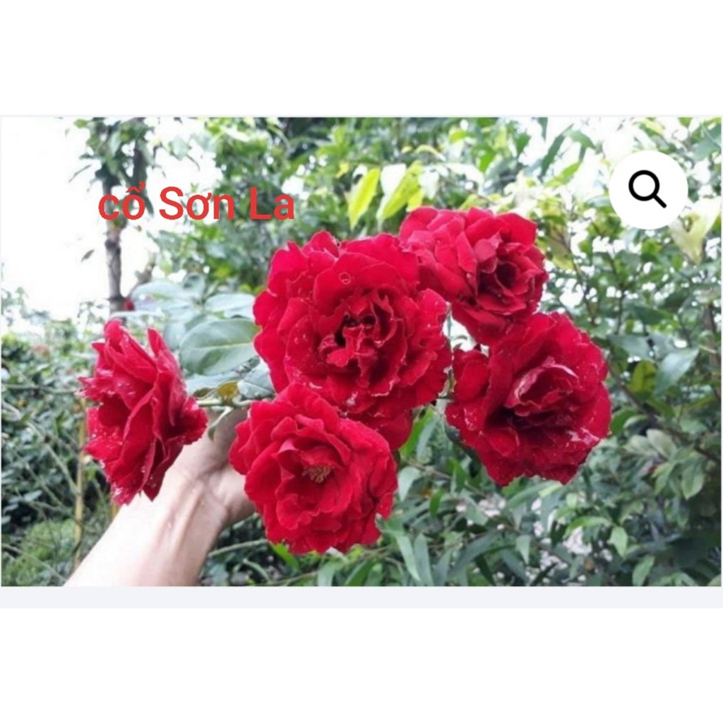 Combo 7 Cành Chiết Hoa Hồng Cổ ( Giống Hoa Hồng)