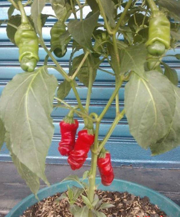 Hạt giống ớt cu tí  ( ớt peter  ) - 1 gói 10 hạt