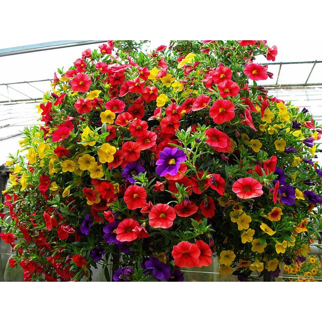 100 Hạt giống hoa triệu chuông