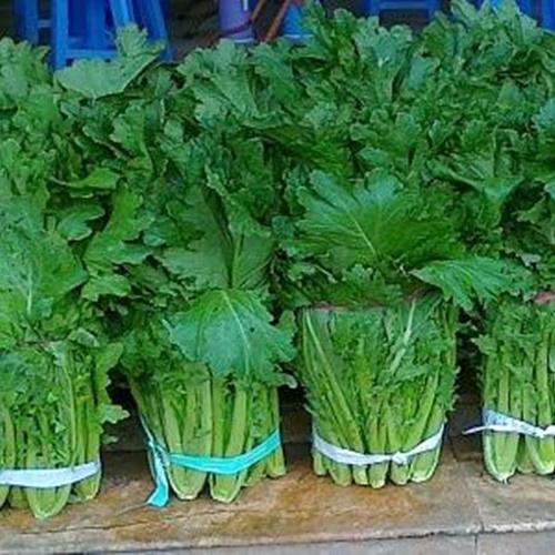 Hạt Giống Rau Cải Mèo F1. Túi 20 Gram - Kèm Quà Tặng