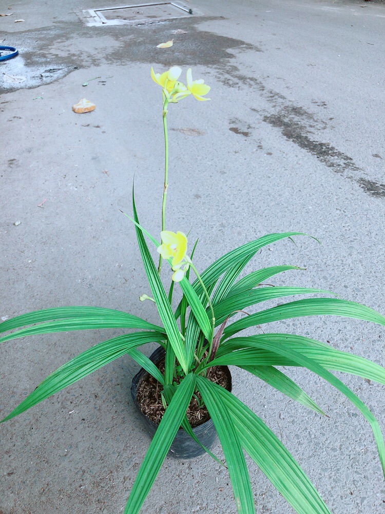 Lan Đất Có Hoa Màu Vàng