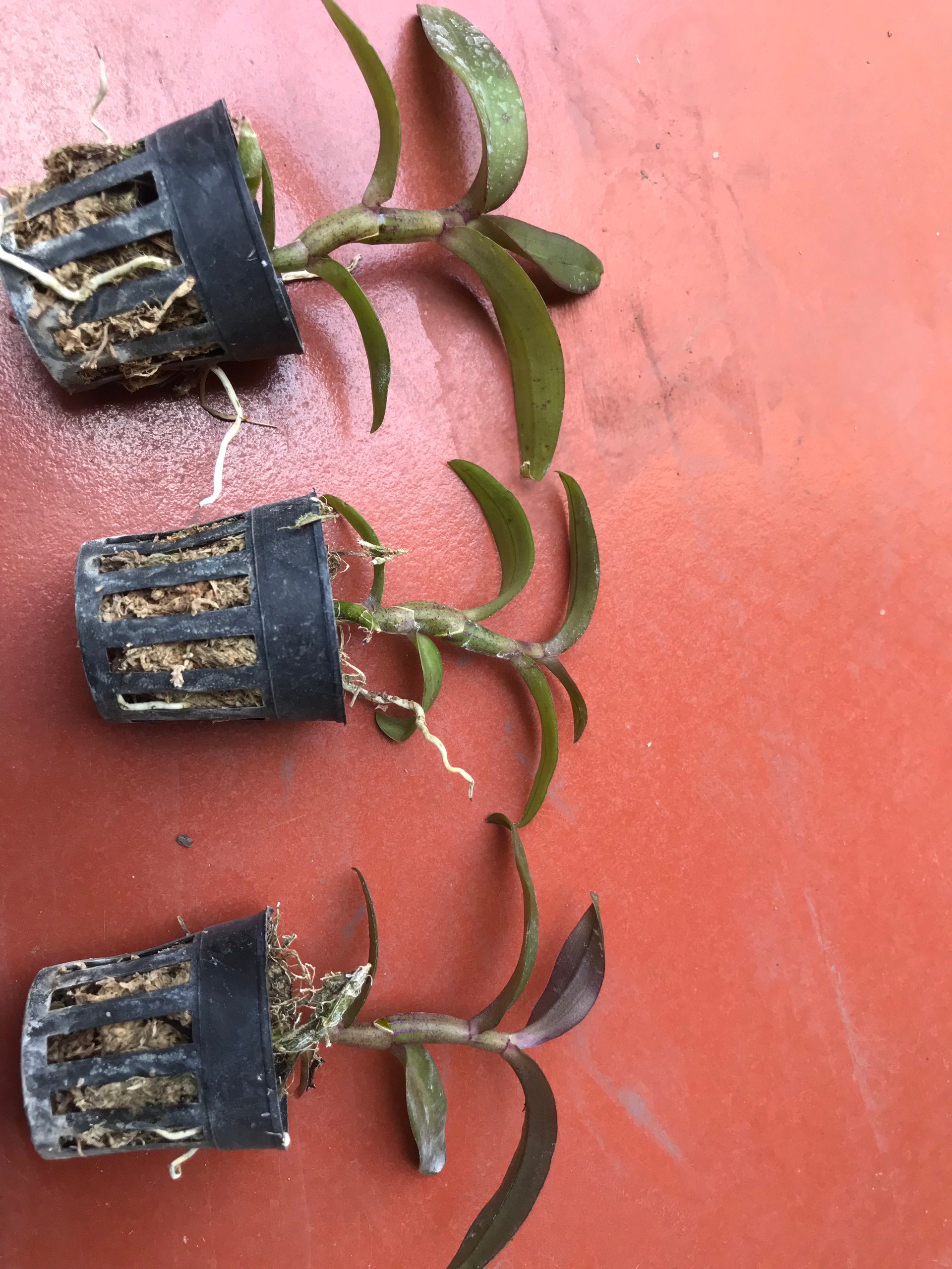 Phi điệp tím HÒA BÌNH