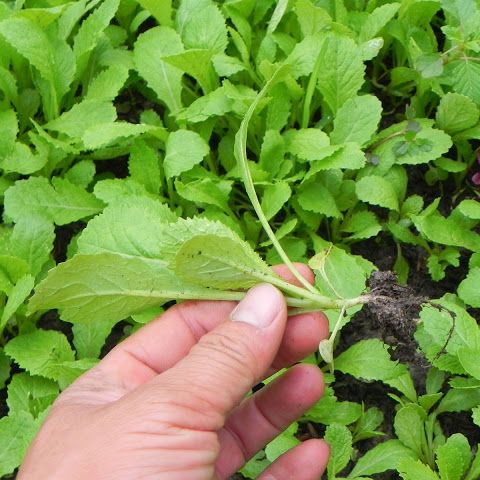 20g Hạt giống cải xanh ăn non