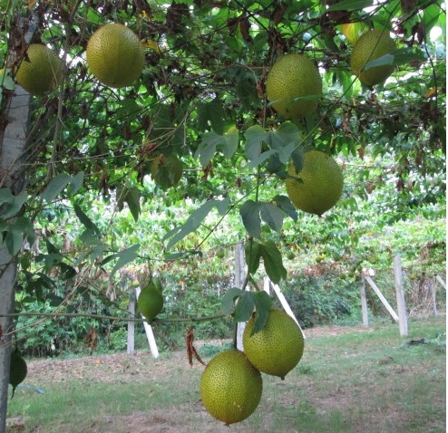 Hạt giống cây gấc cao sản ( gói 10 hạt )