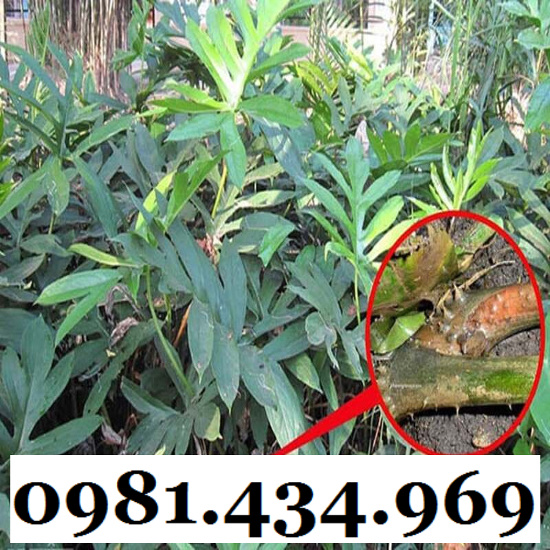 Cây xạ đen giống chính hiệu Hoà Bình