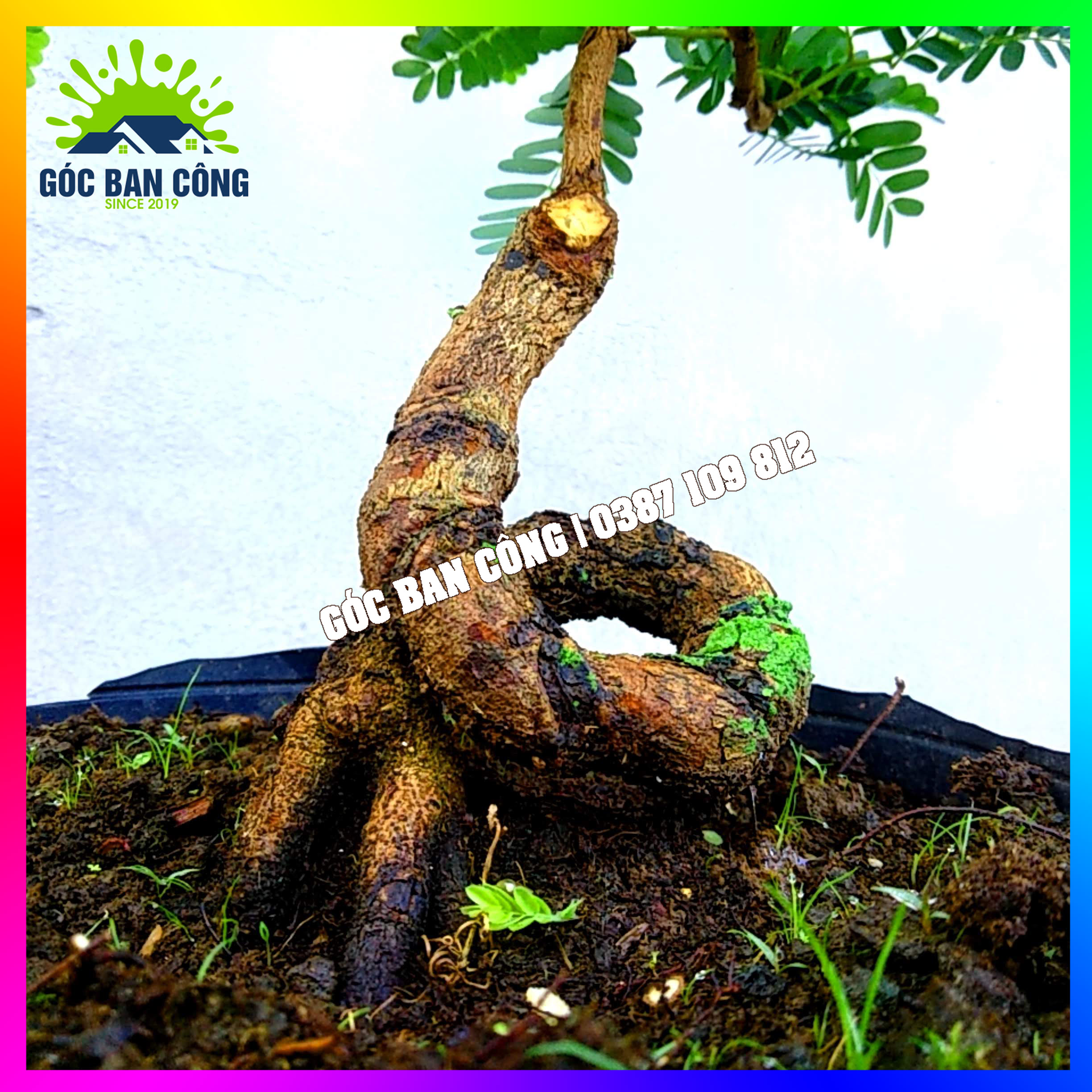 Cây Me Bonsai Mini - MCBS02