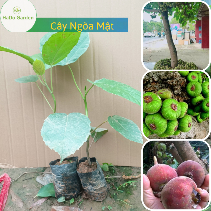 Cây Giống Vả cách trồng và chăm sóc cây vả ra quả quanh năm