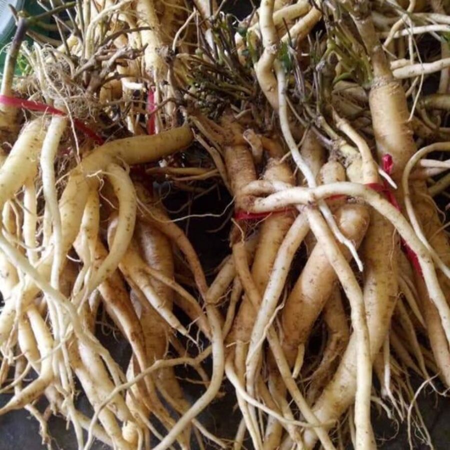 Sâm dây ngọc linh 01kg lz3
