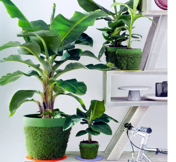 COMBO3 Cây chuối cảnh siêu lùn