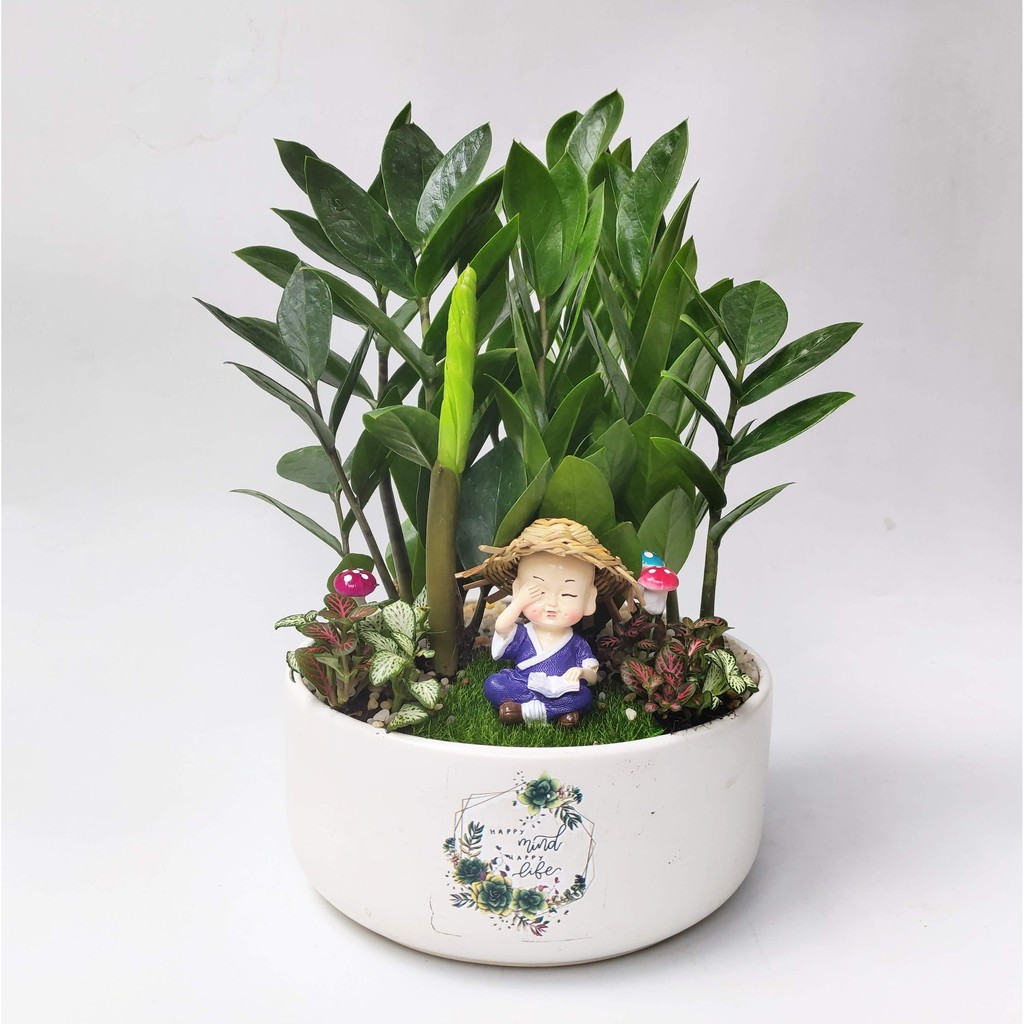 Cây Kim Tiền để bàn shop chaucaydep
