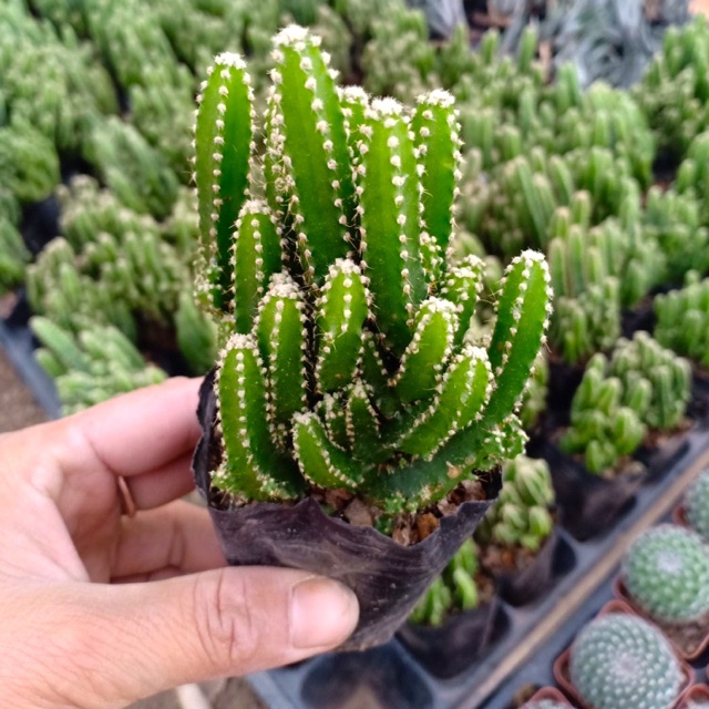 XƯƠNG RỒNG THANH SƠN