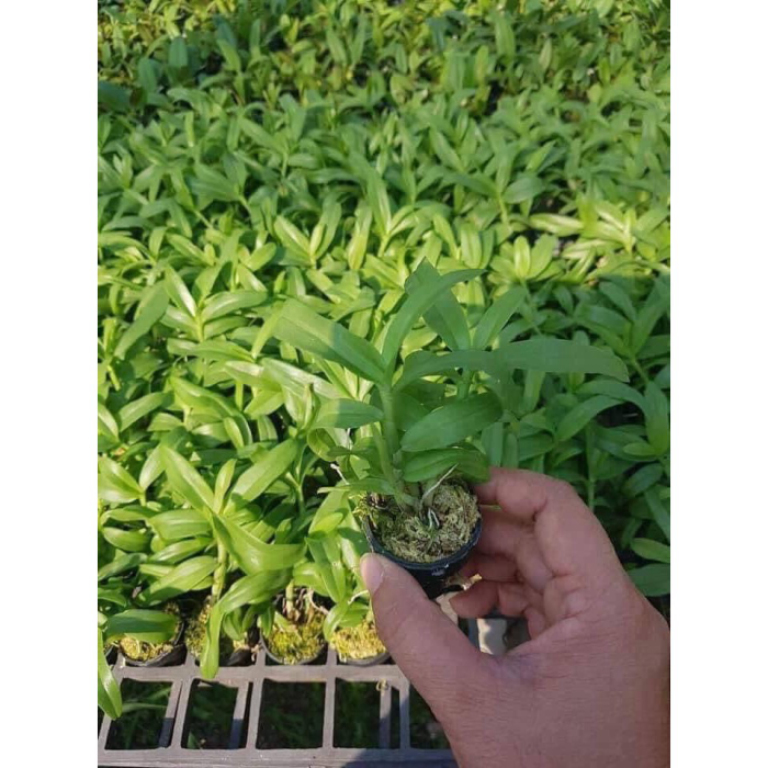 lan phi điệp 5Ct Cây Giống Năm 2