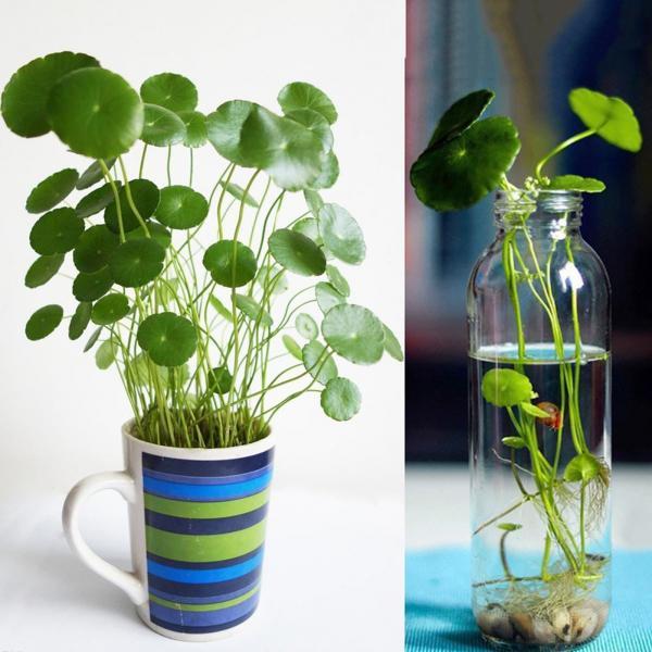 [3 packs] - Hydrocotyle Verticillata Seeds