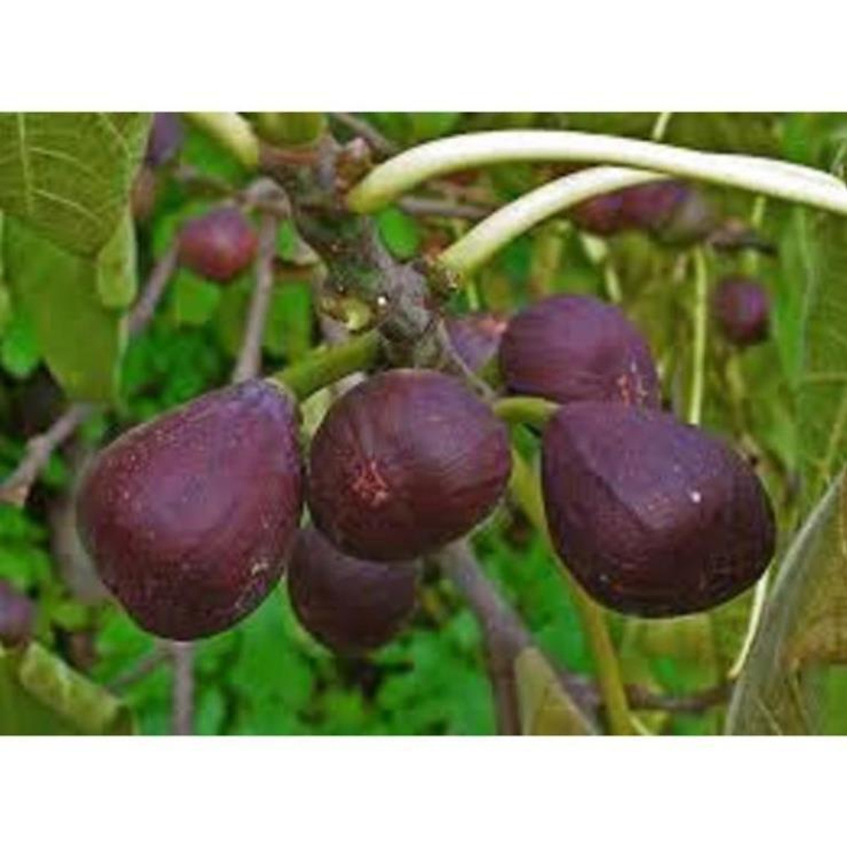 Cây sung Mỹ giống F1 - Cây ăn quả độc đáo có nhiều giá trị dinh dưỡng , cây đẹp, giống chuẩn