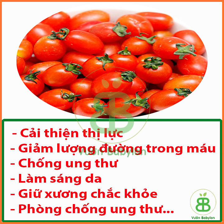 Hạt Giống Cà Chua Bi F1 Siêu Quả