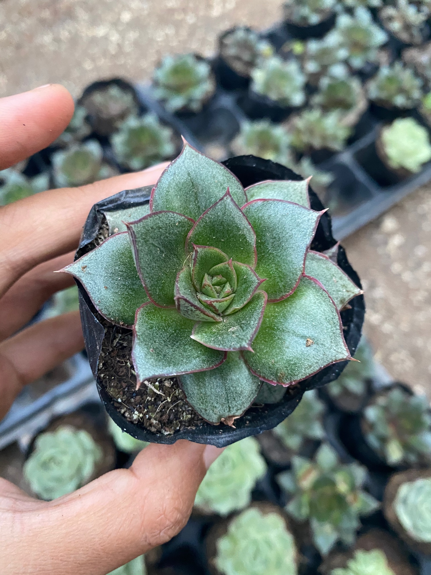 SEN ĐÁ PHẬT BÀ 4-6CM