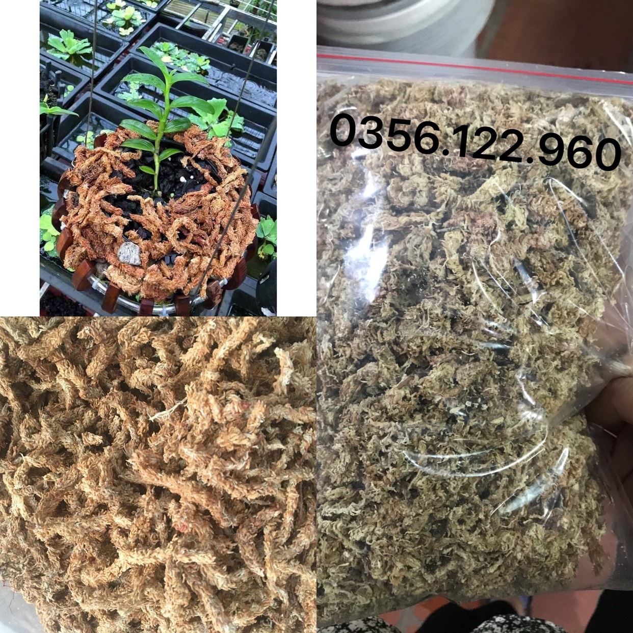 Gói 100g Rêu con sâu Chile - Giá thể giữ ẩm tuyệt vời cho phong lan( hay còn gọi là rêu sâu)