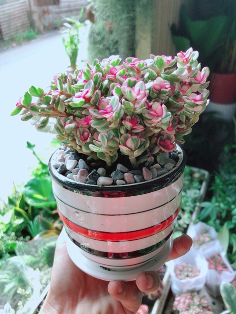 Cây Kim Chi Ngọc Diệp Hồng