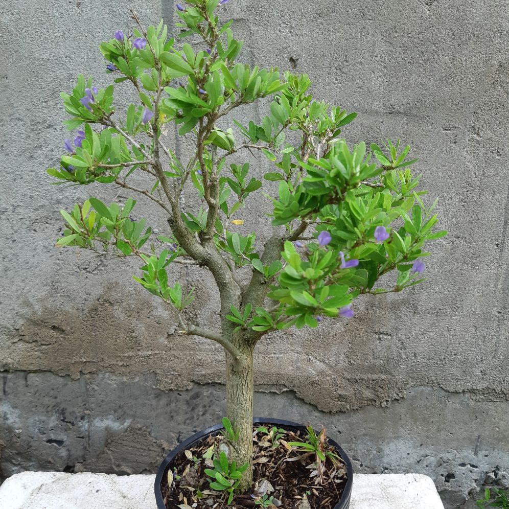 linh sam siêu bông gốc trung