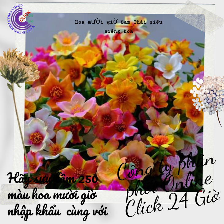 Cành giống hoa sam cam khủng long màu 2 hoa mười giờ sam thái đơn bông lớn 0867777377