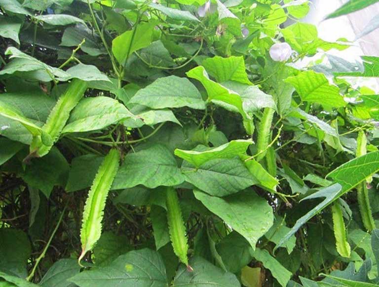 Hạt giống Đậu Rồng _ Đỗ Khế ( cao sản, dễ trồng, sai quả )