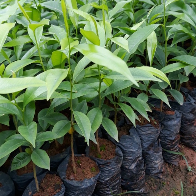 Cây giống trầm hương bầu to cây đẹp