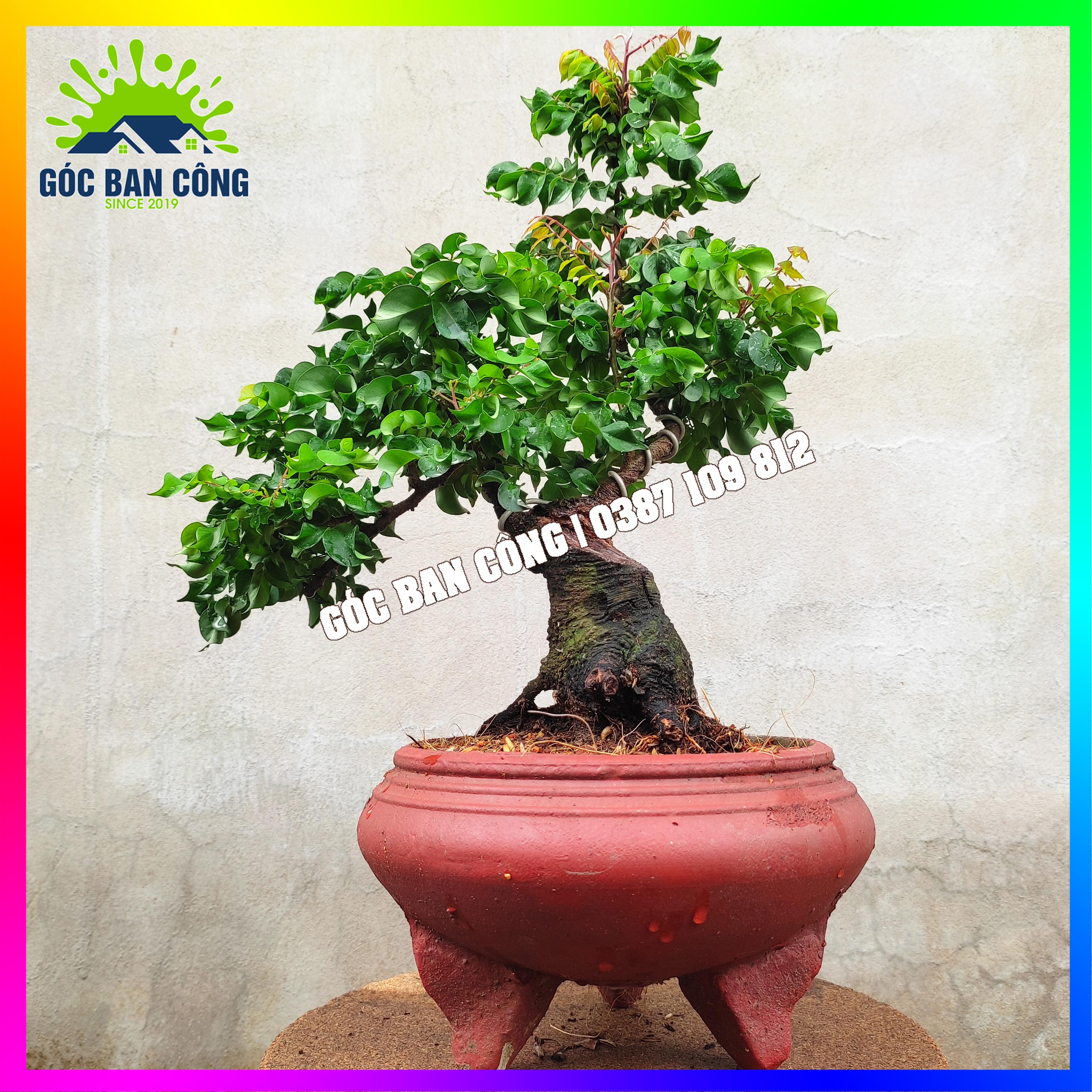 Cây Khế Bonsai Mini - KT01