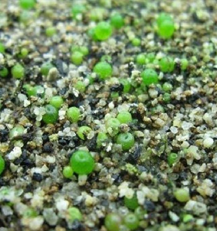 Hạt giống cây tai thỏ nhiều màu ( gói 50 hạt )