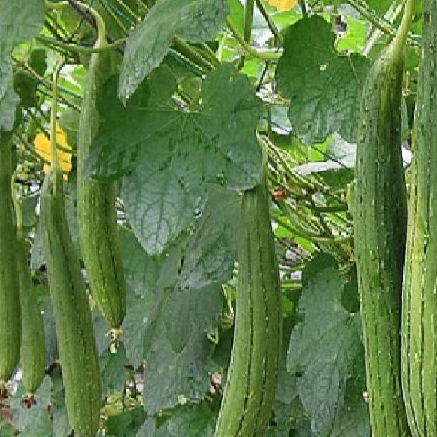 Hạt giống mướp hương thái-gói 10 hạt