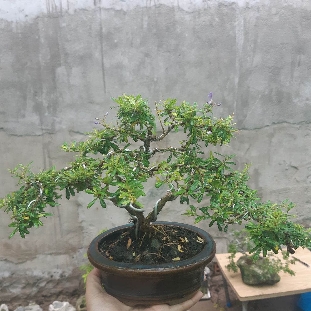 linh sam bonsai mini TẶNG CHẬU