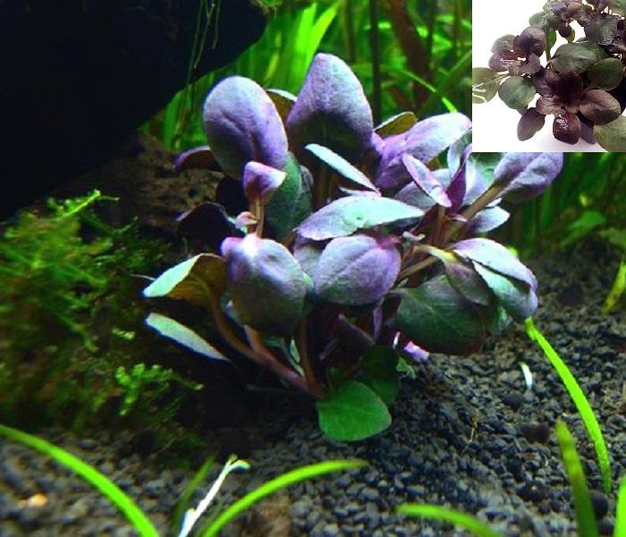 2  Giỏ Cây thủy sinh Hồng Ba Tiêu cho bể cá cảnh