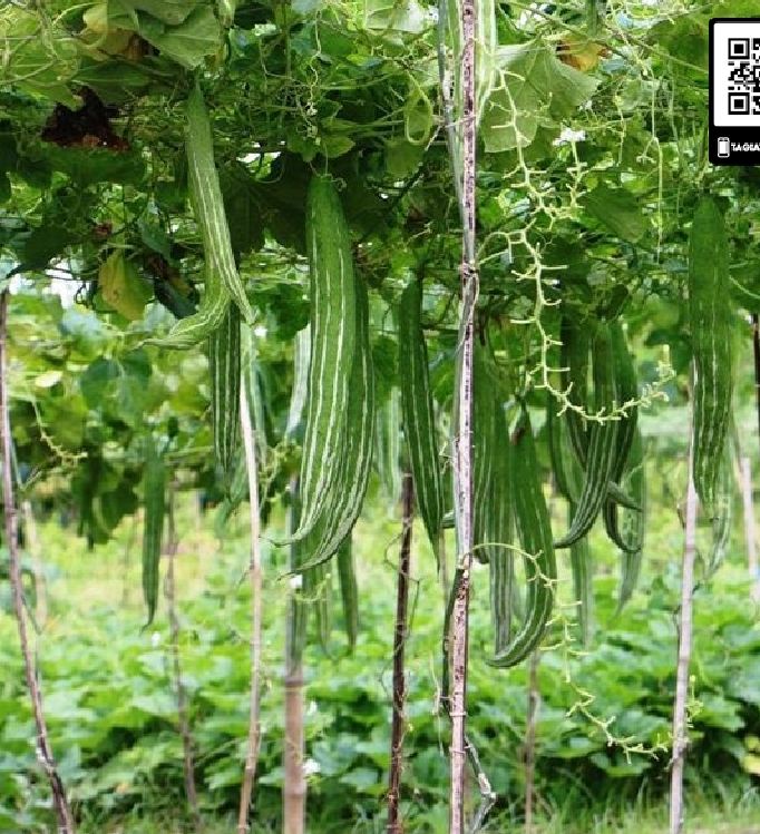 Hạt giống lặc lày - mướp mèo ( gói 10 hạt )